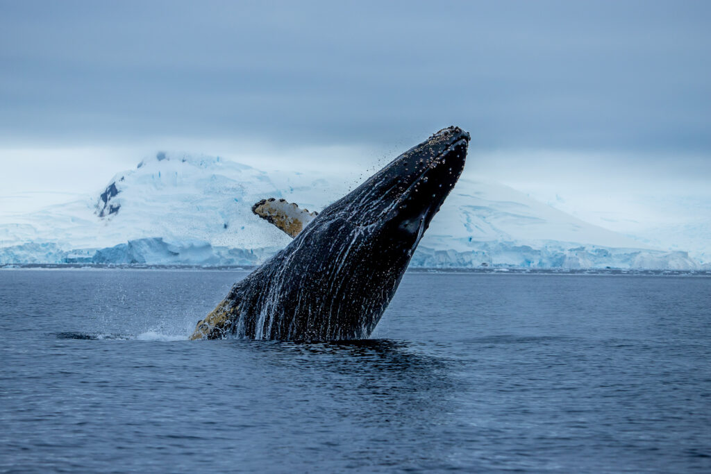 a humpback whale breaching in Antarctica
