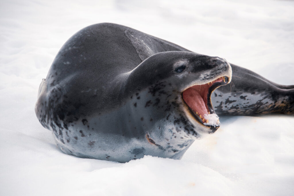 a leopard seal in Antarctica