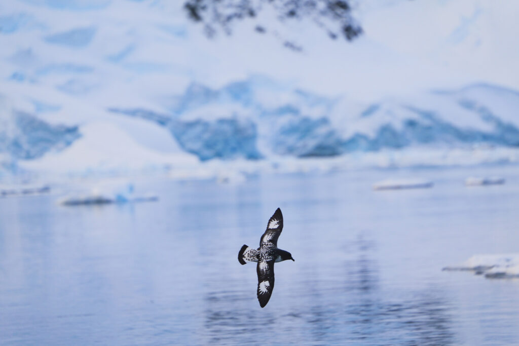 a petrel in antarctica