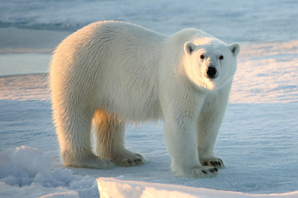 a polar bear in the Arctic