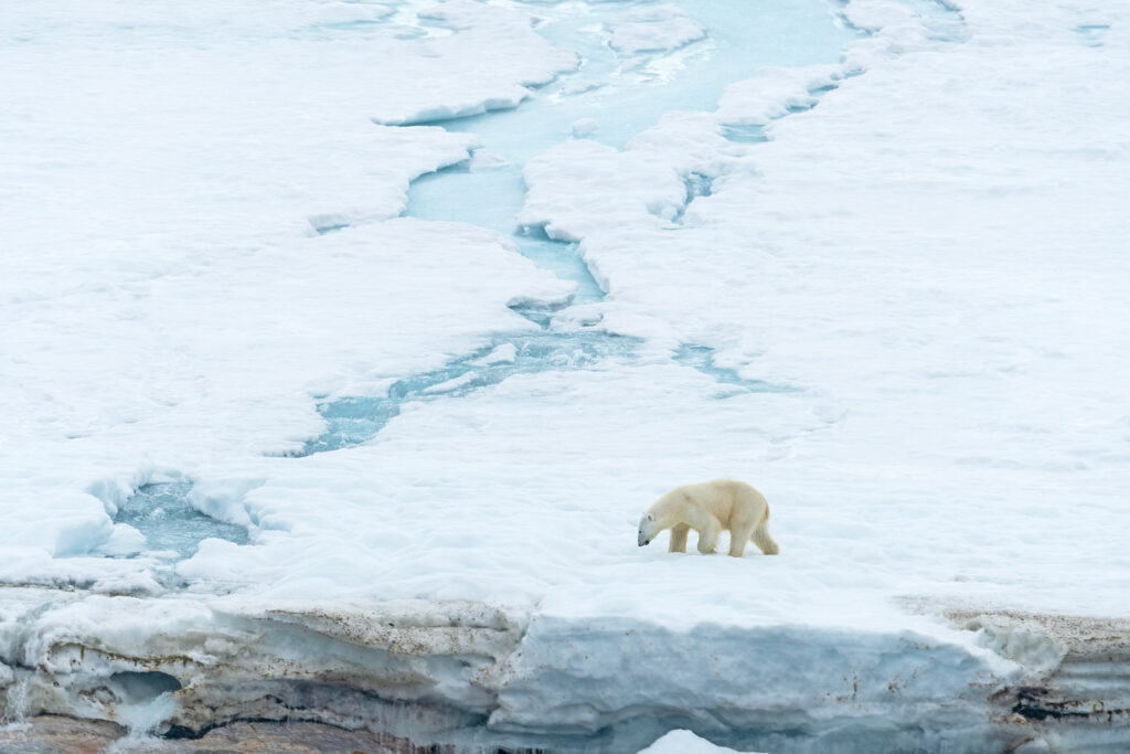 a polar bear walking across a glacier in Svalbard