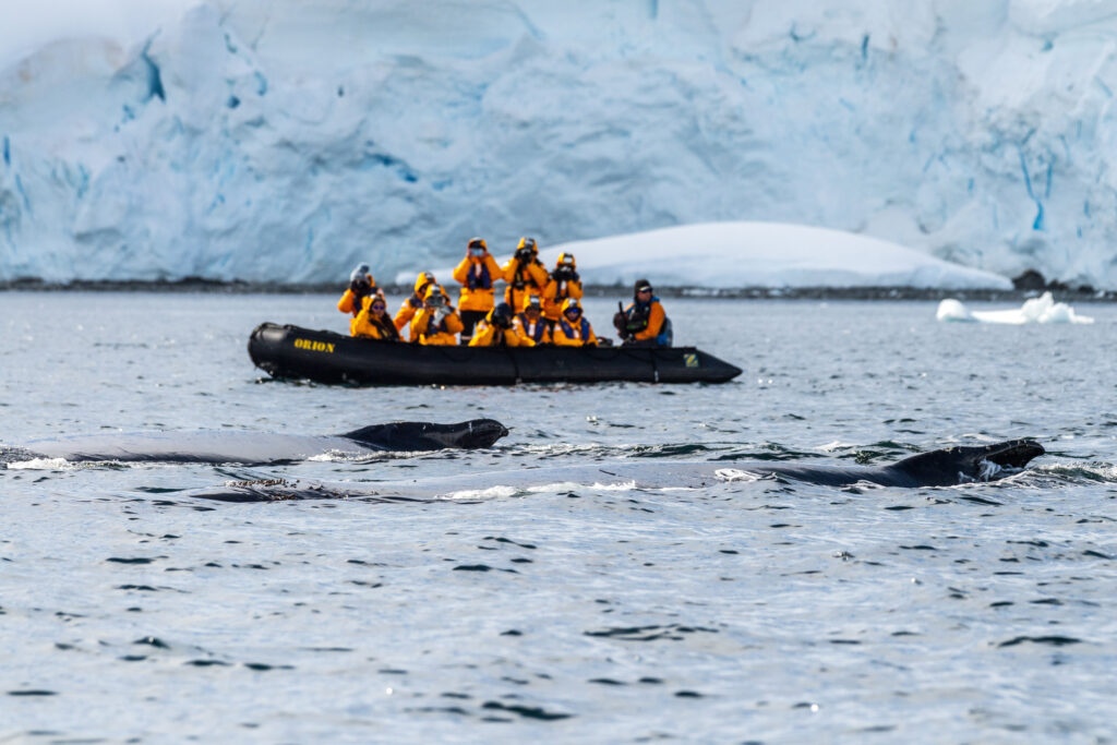 guests on a zodiac cruise in Antarctica whale watching