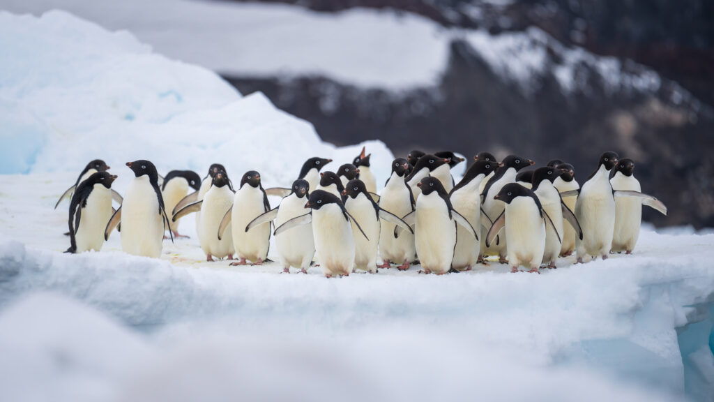 a colony of adelie penguins on the ice