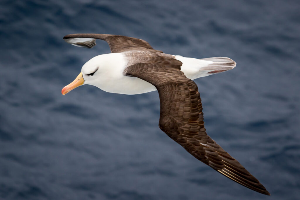 an albatross flying in Antarctica