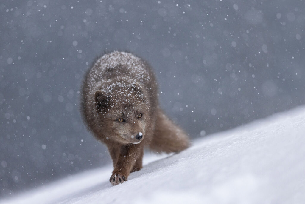 An Arctic fox in the polar regions