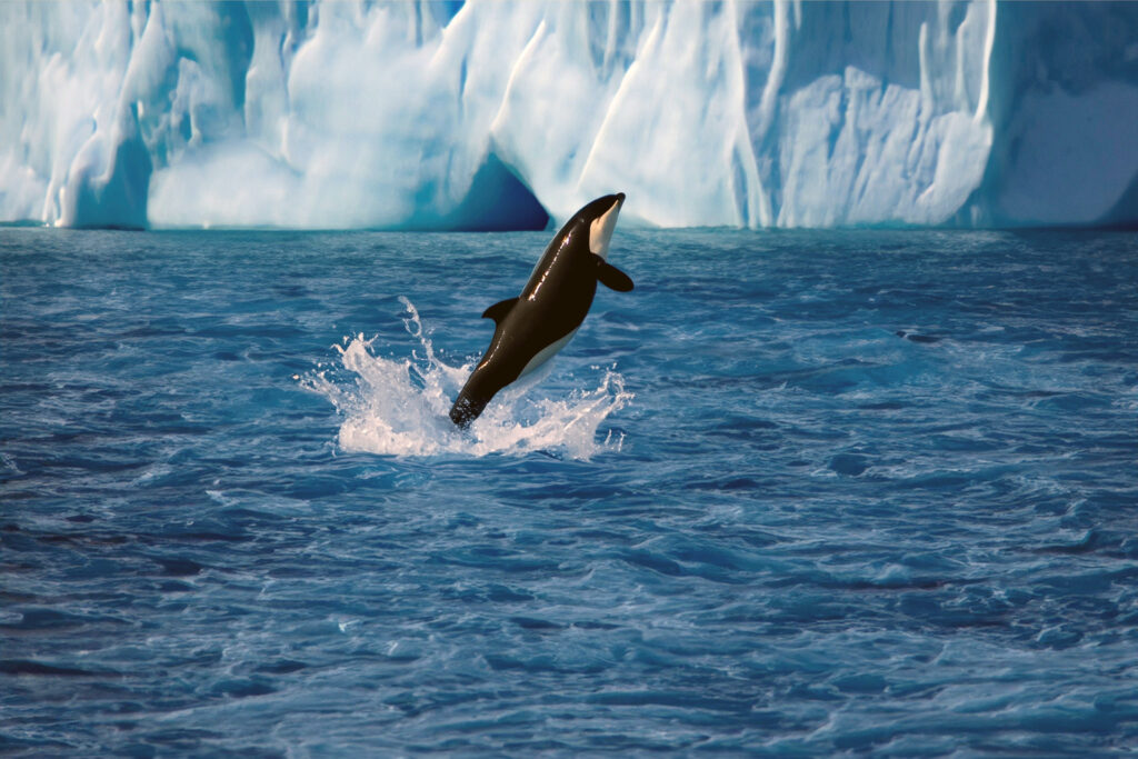 an orca in antarctica