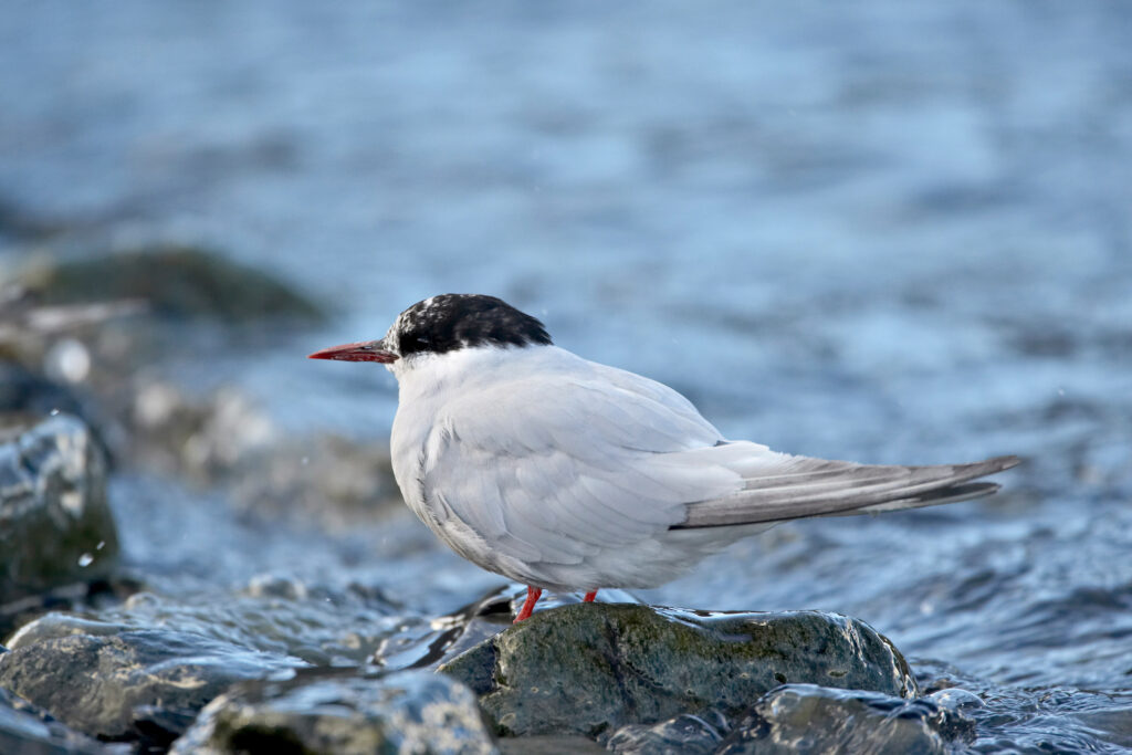 an Antarctic tern