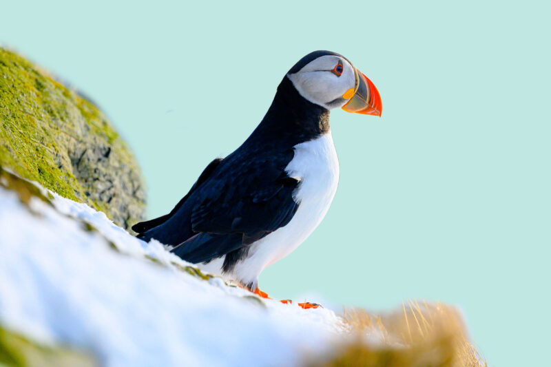 Arctic birds title card showing a puffin