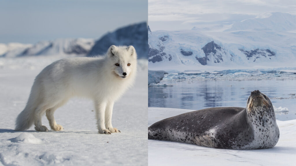 An arctic fox and a leopard seal in antarctica