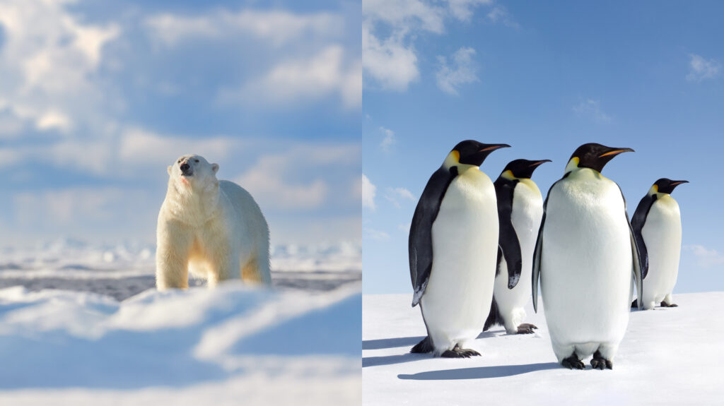 a comparison photo showing a polar bear in the arctic vs emperor penguins in Antarctica