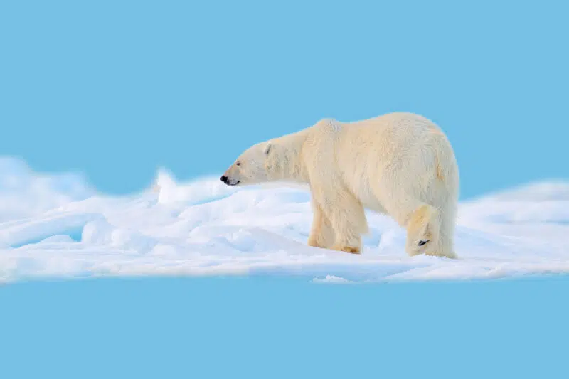 best places to see polar bears