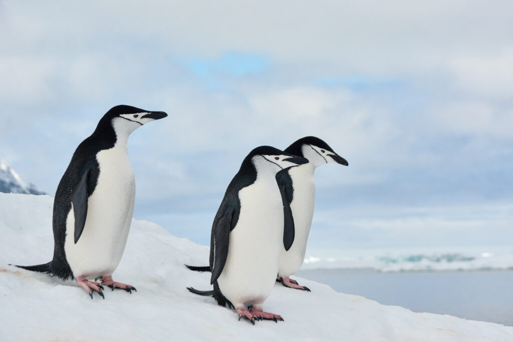 chinstrap penguins in Antarctica on ice