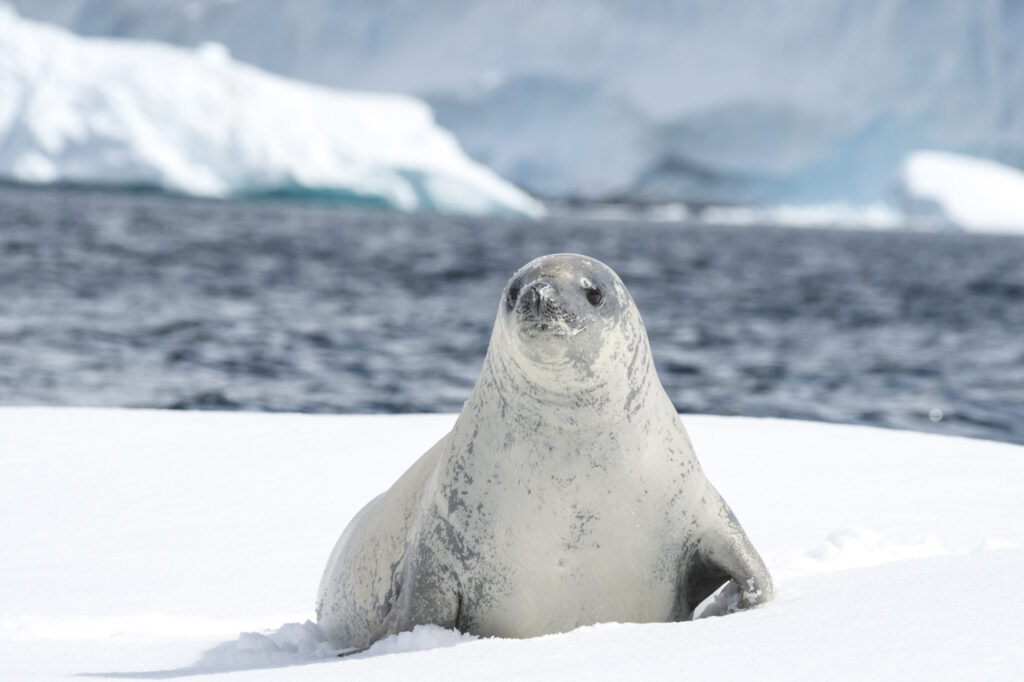 A crabeater seal on the ice