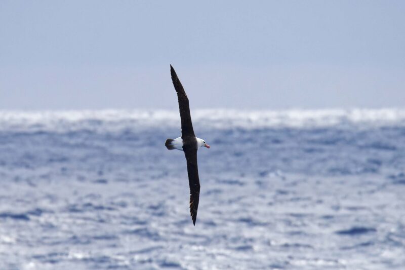 drake passage albatross