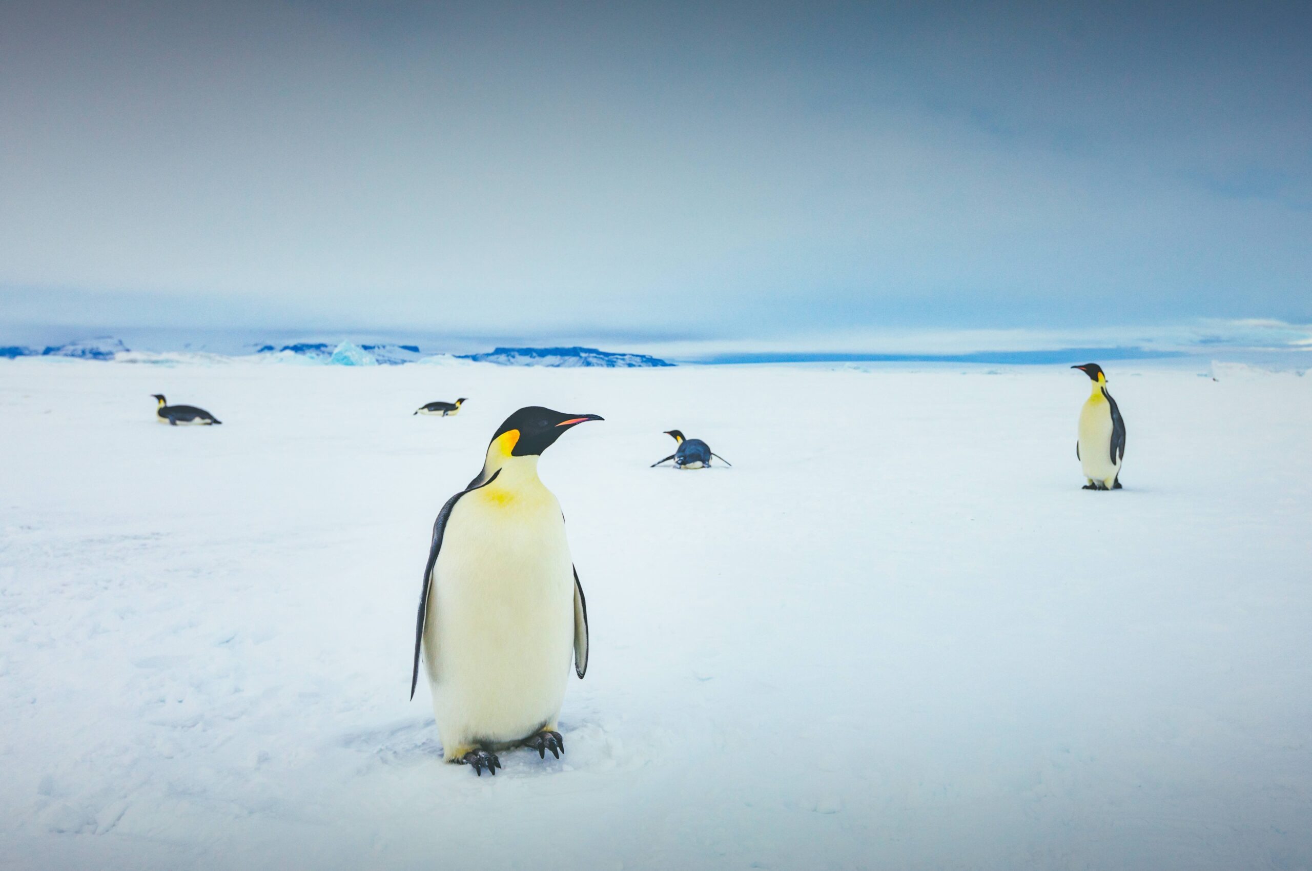 emperor-penguins-Snow-hill.4-Quark emperor penguin