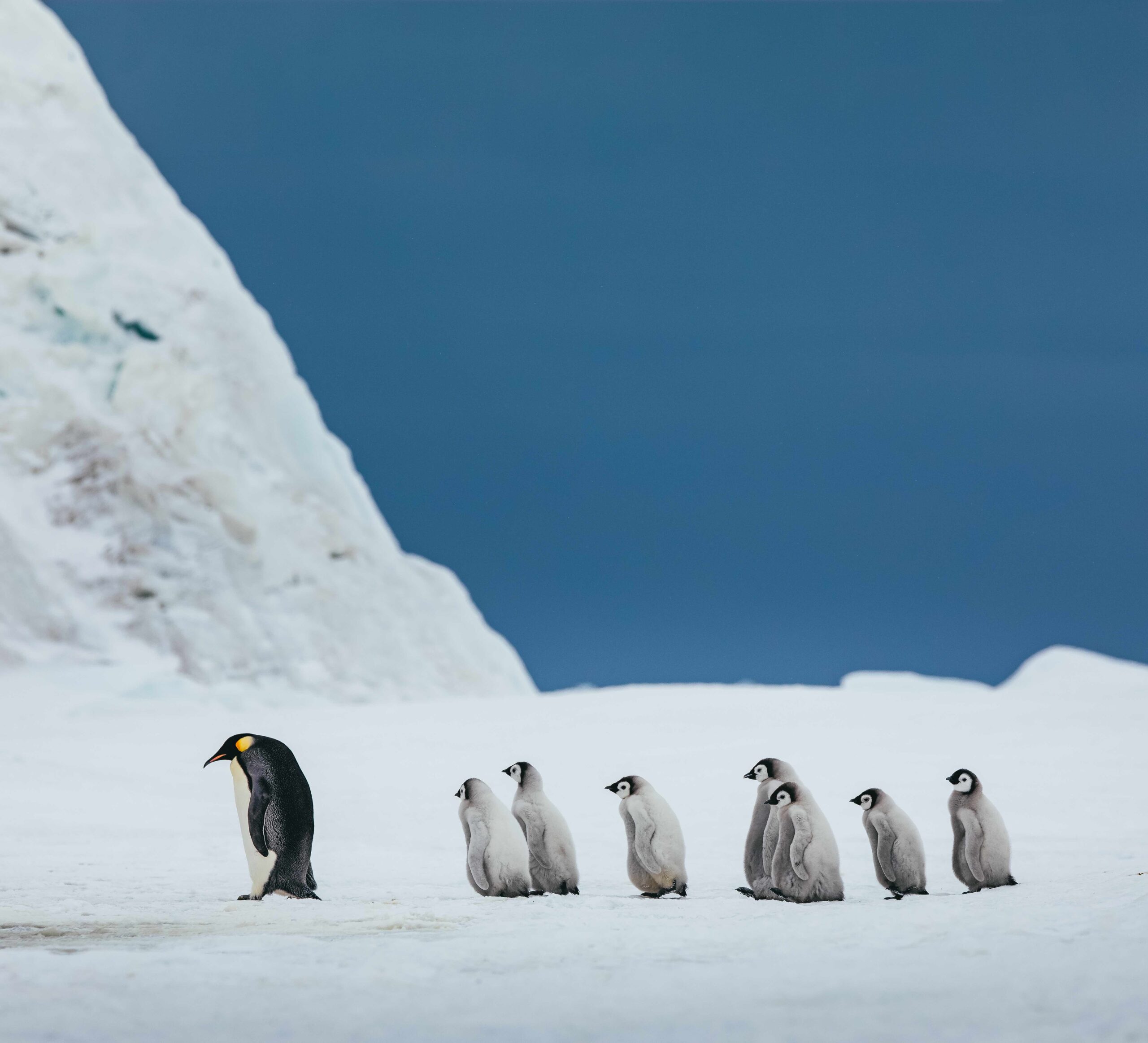 emperor-penguins-snow-hill.3-Quark emperor penguins walking