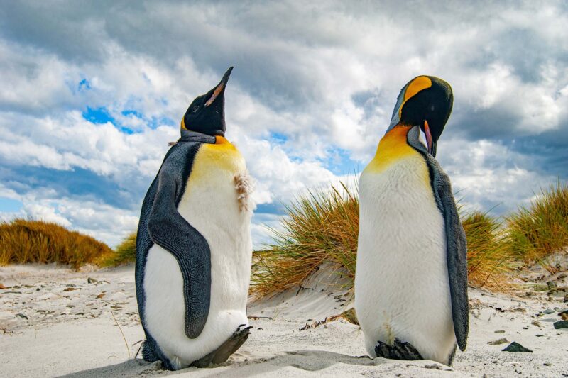 Falkland islands