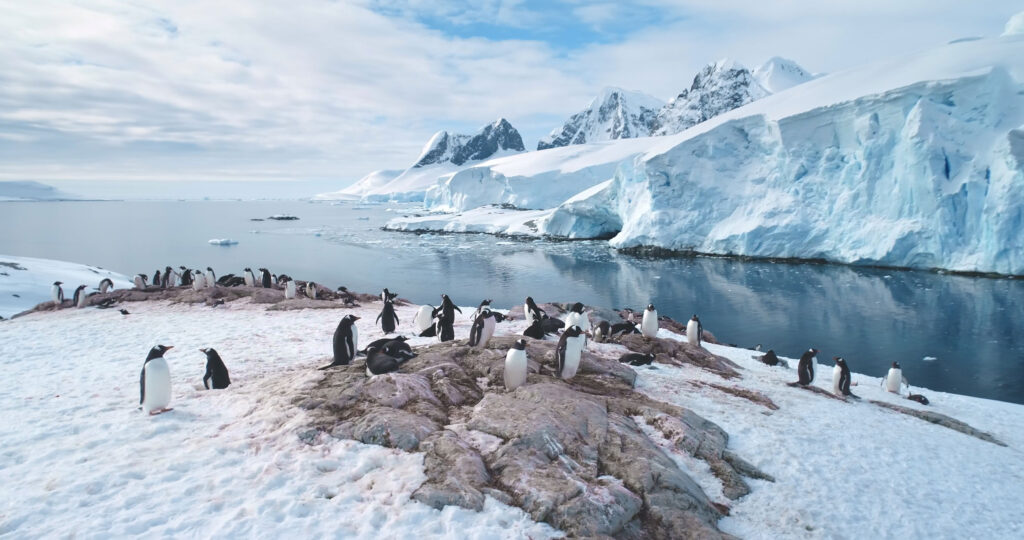 gentoo penguins in Antarctica