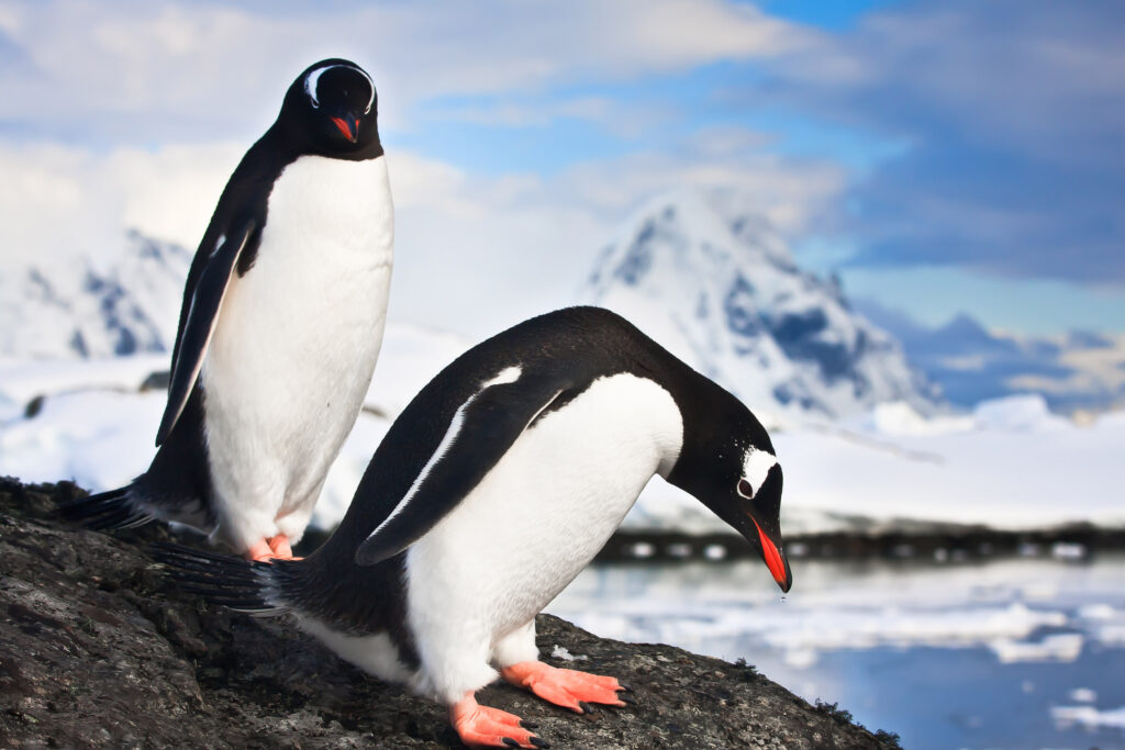 2 gentoo penguins in Antarctica