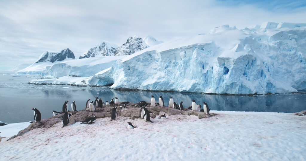Antarctica wildlife gentoo penguins in their natural environment