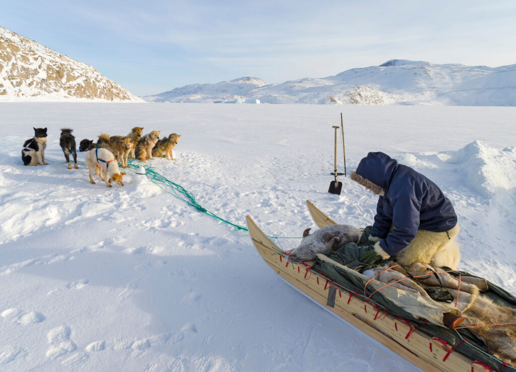 an inuit hunter on a dogsled in Greenland
