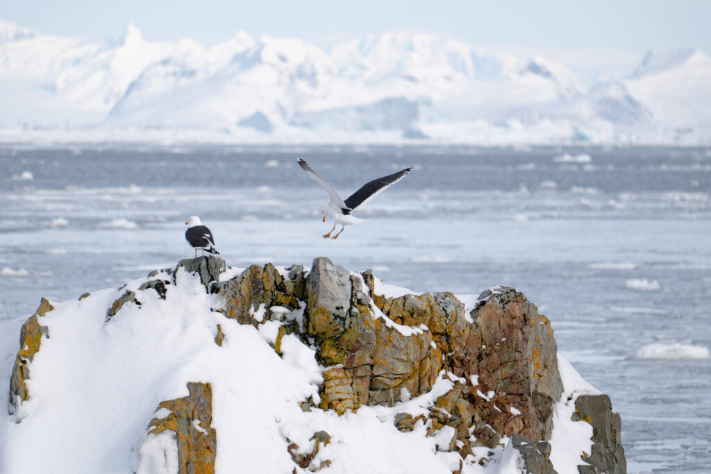 a kelp gull in antarctica