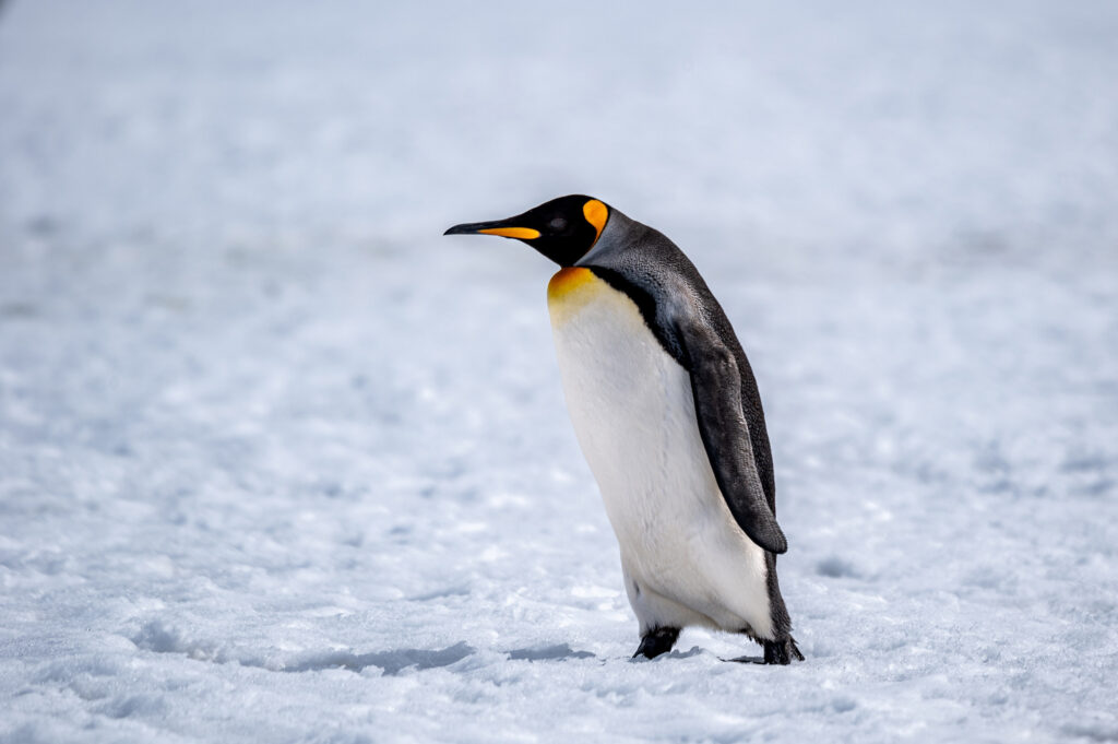 king penguin walking on ice in Antarctica