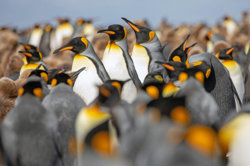king penguins in south georgia