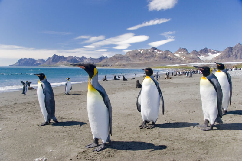 king penguins on a beach in South Georgia island with mountains in the background