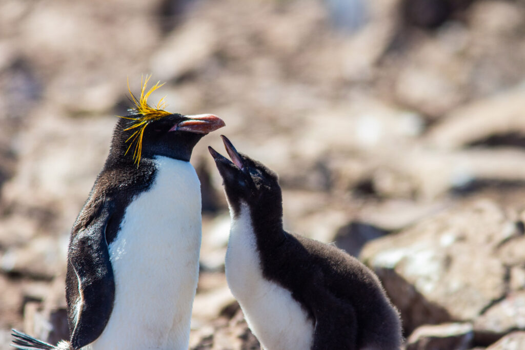 macaroni penguins in antarctica