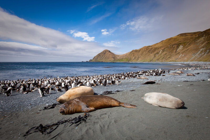 Macquarie Island Tours and cruises