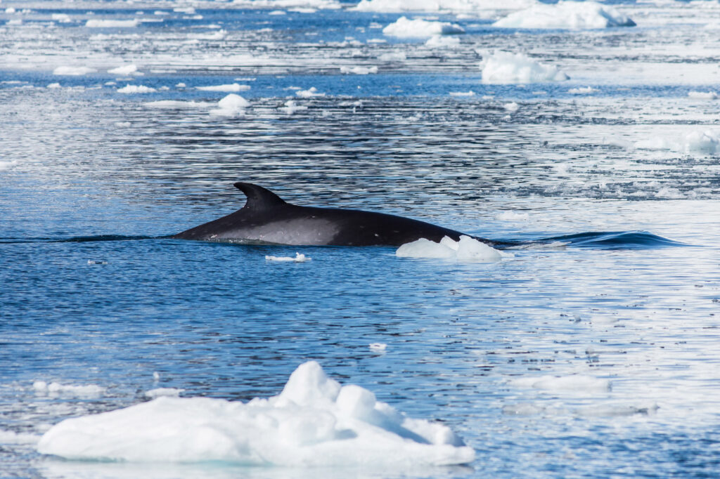 a minke whale in Antarctica
