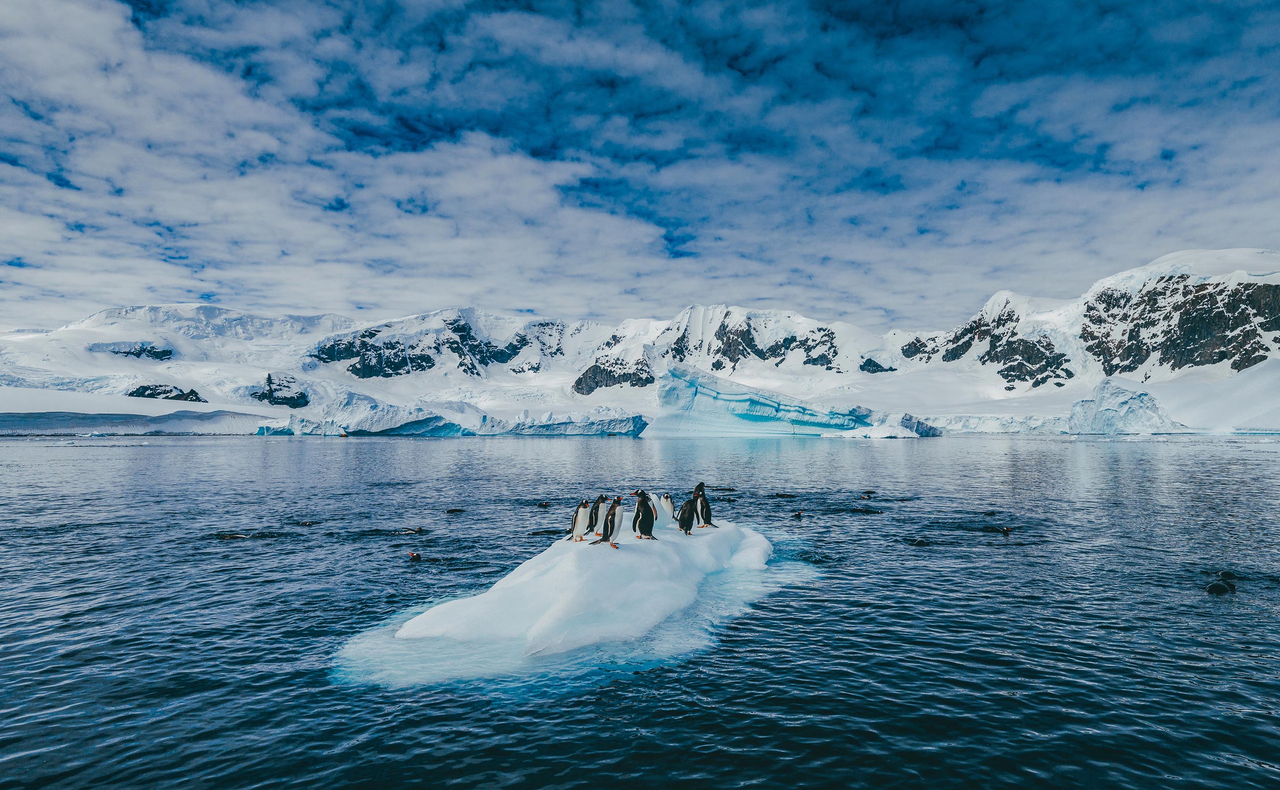 penguins-on-an-iceberg-in-Antarctica-2-Quark penguins on an iceberg