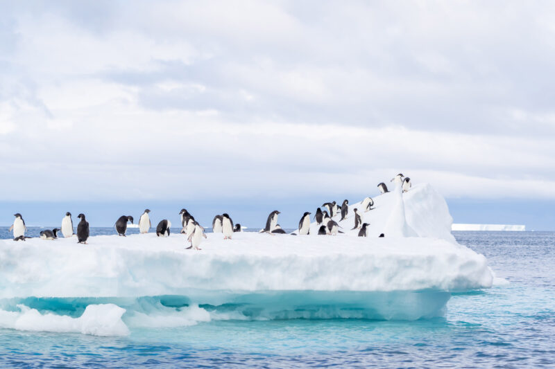 adelie penguins on an iceberg in Antarctica