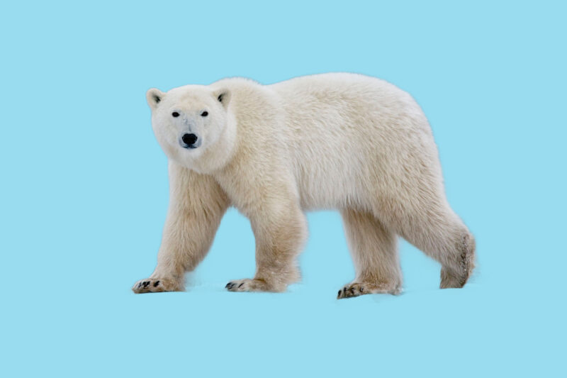 polar bear facts