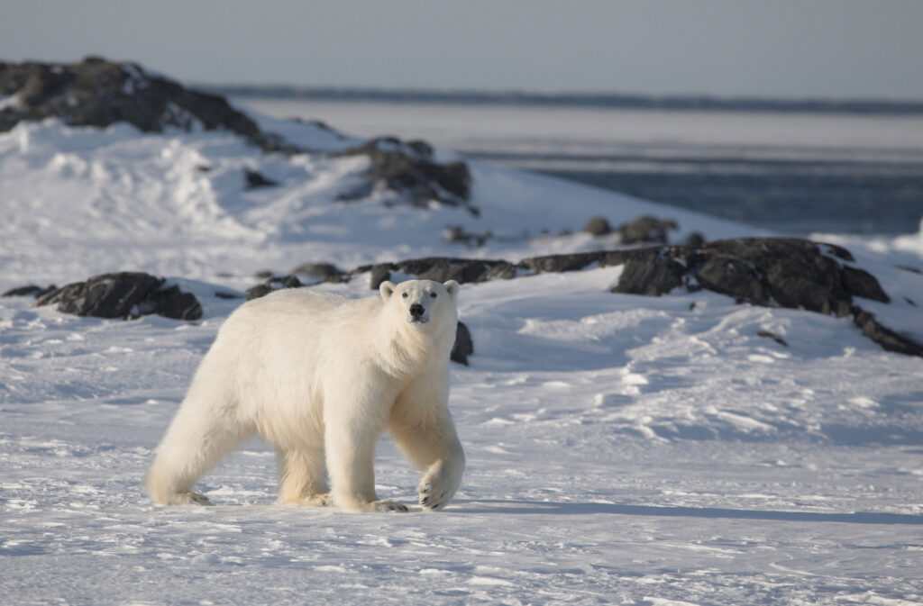 polar bear in the snow in svalbard