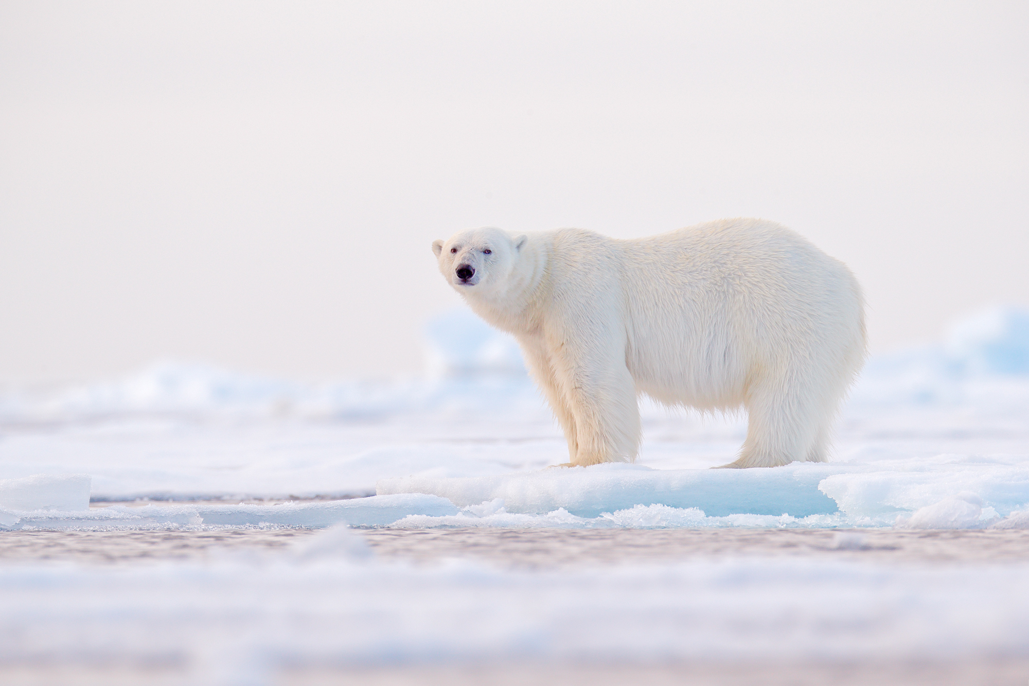 polar-bear-on-the-sea-ice-arctic-luxury-cruise