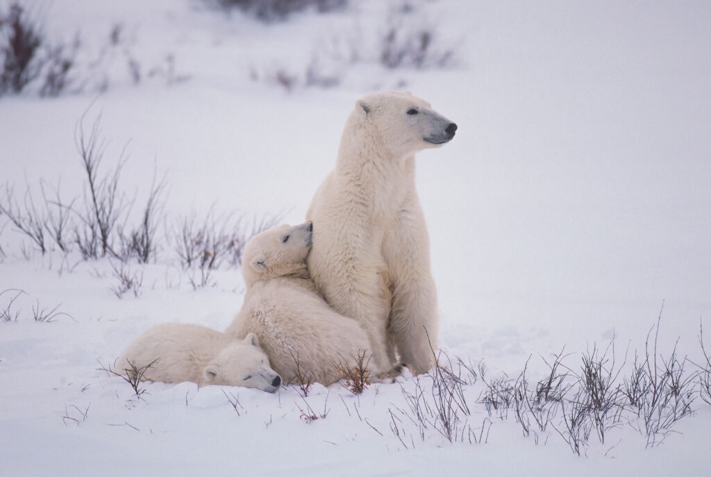 Polar bears in the Canadian Arctic