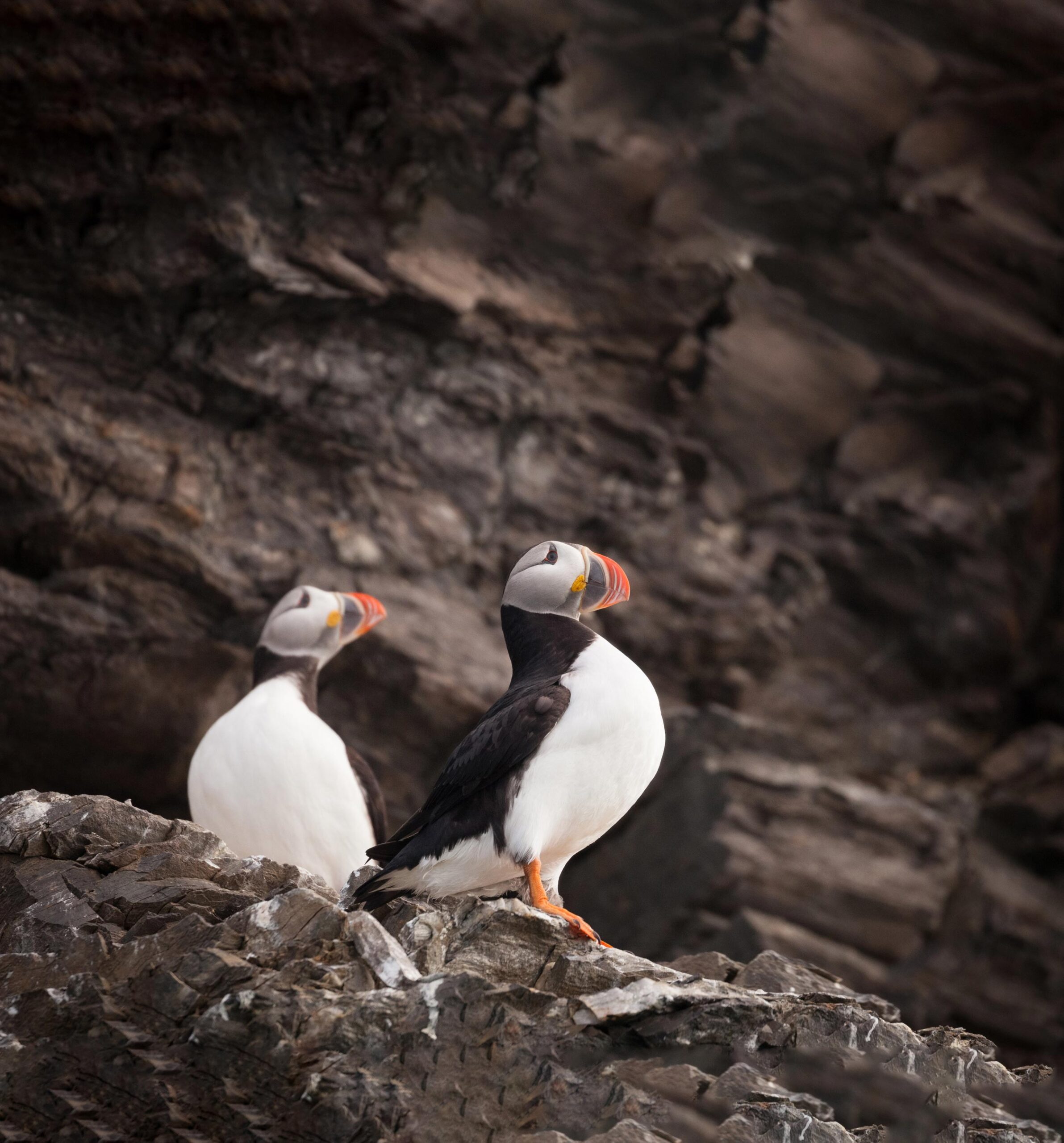 puffin-in-Svalbard-quark Puffins in Svalbard