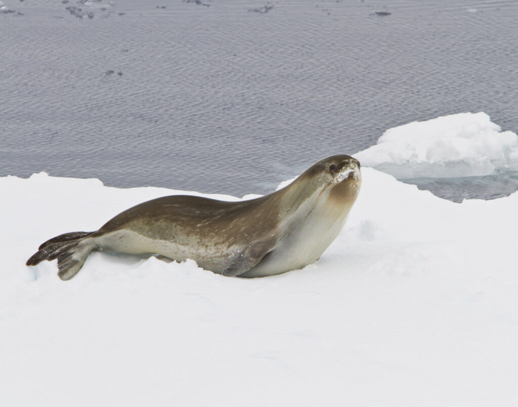 a rare ross seal