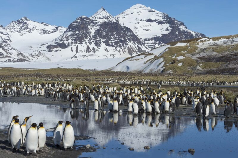 best places to visit in south georgia island salisbury plain