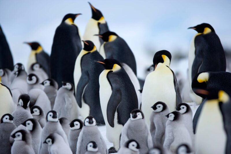 snow hill island emperor penguins
