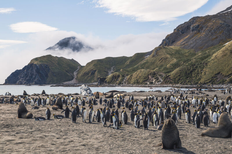 best time to visit south georgia photo of penguins on a beach