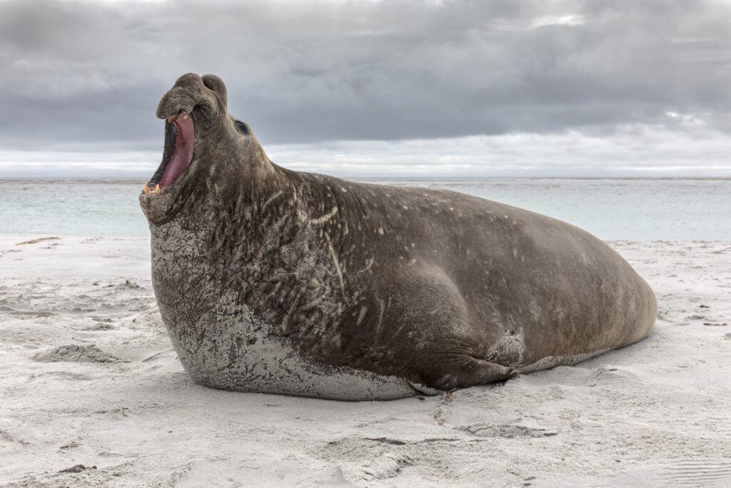 southern elephant seal on a beach