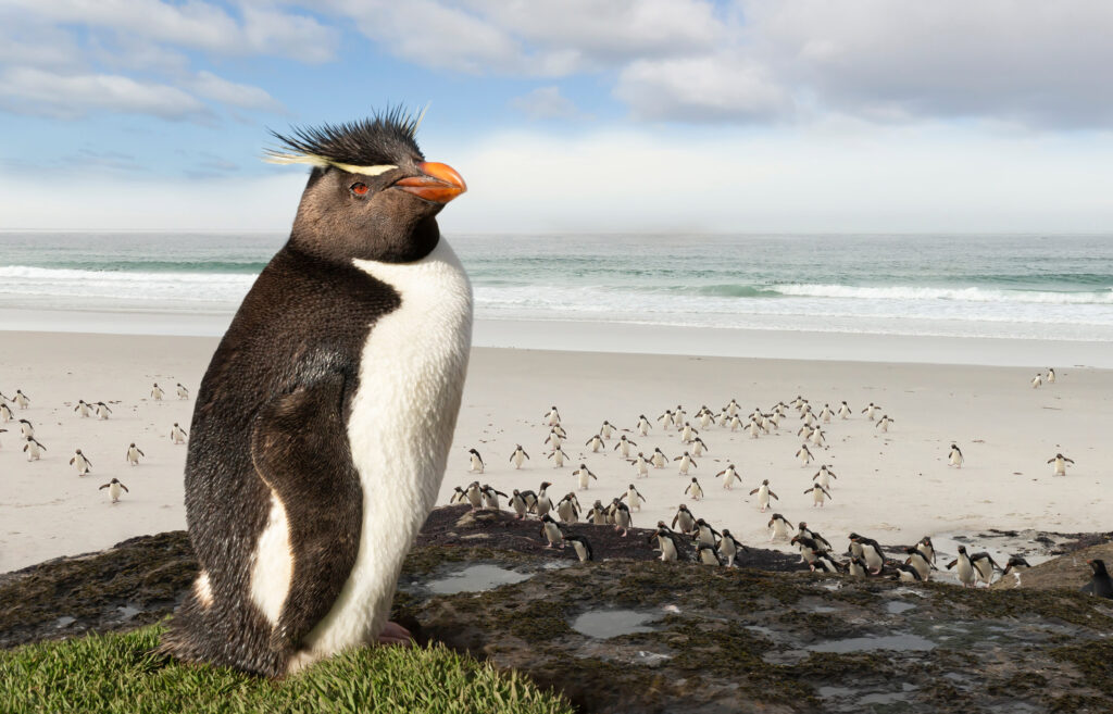 a southern rockhopper penguin in the falkland islands