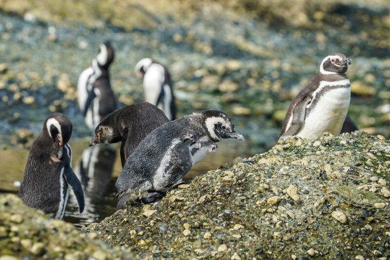 tuckers islets magellenic penguins