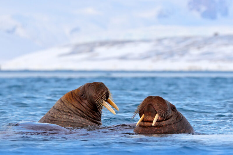 walruses in Svalbard